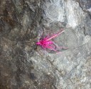 Pink Spey Fly