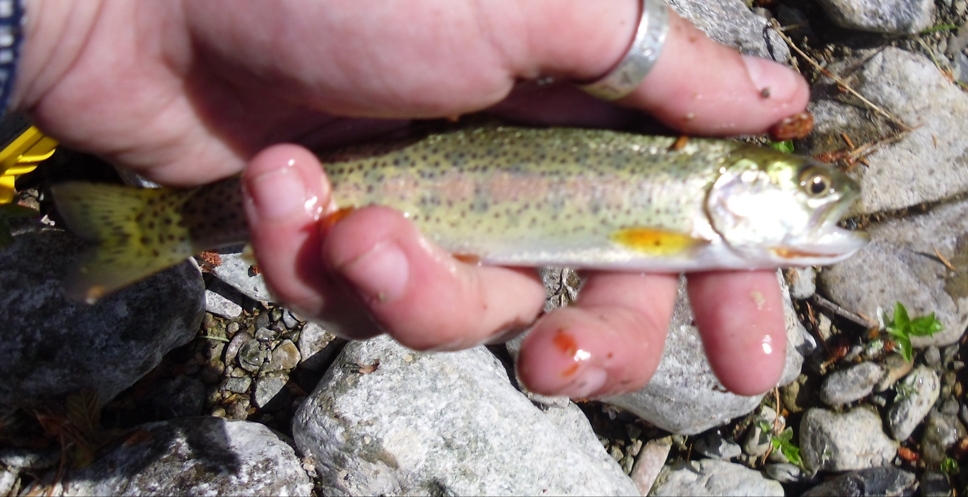 sea-run-cutthroat-trout-with-the-namesake-red-slash-on-the-jaw-are-typically-smaller-fish-reaching-up-to-6lbs.-e1565384701451.jpg